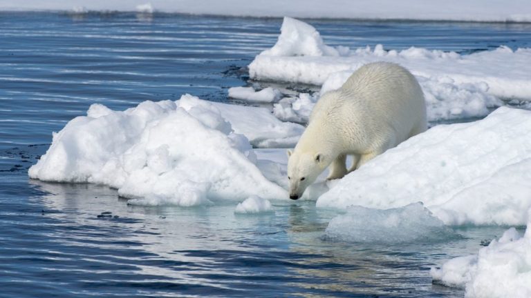 They Found Chlamydia in the Deep of the Arctic Ocean