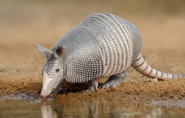 20,000 Years Old Armadillo Was Found in Argentina