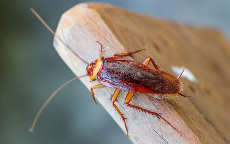 Ancient Cockroach Species Discovered