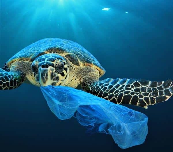 Sea Turtles Eat Plastic