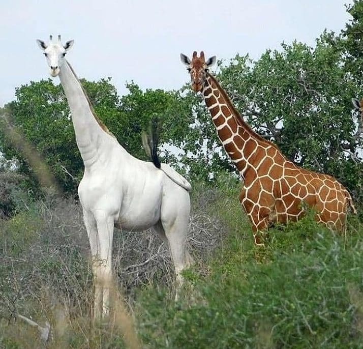 The World’s Last White Giraffes Are Slaughtered